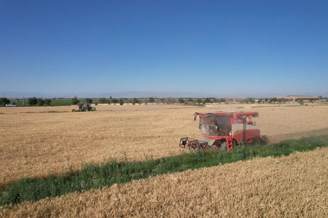 凉州：全力打好“三夏”生产第一仗！确保全区33.15万亩小麦颗粒归仓